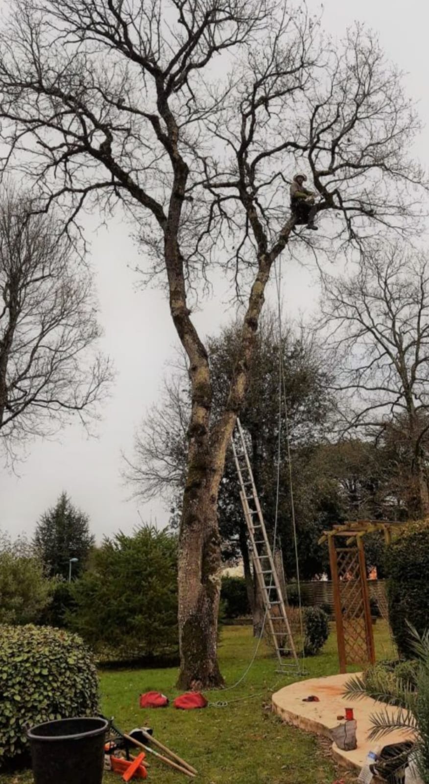 Élagage d'un grand arbre en grimpe, dans un jardin, Louis Élagueur, Seine-Saint-Denis