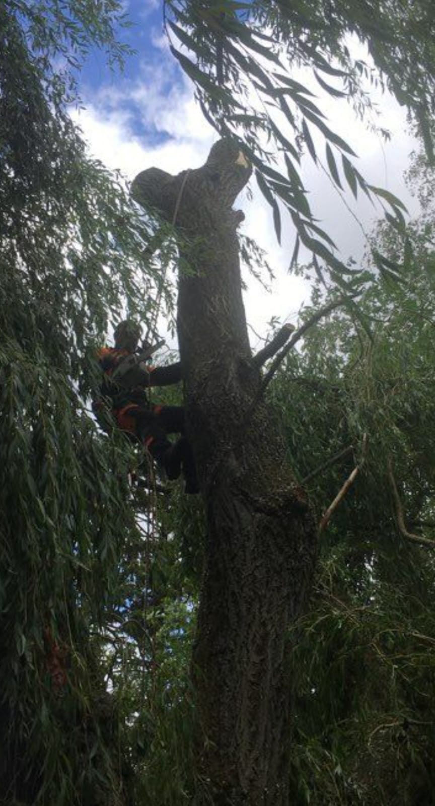 Élagage d'un saule en grimpe, Louis Élagueur, Seine-Saint-Denis