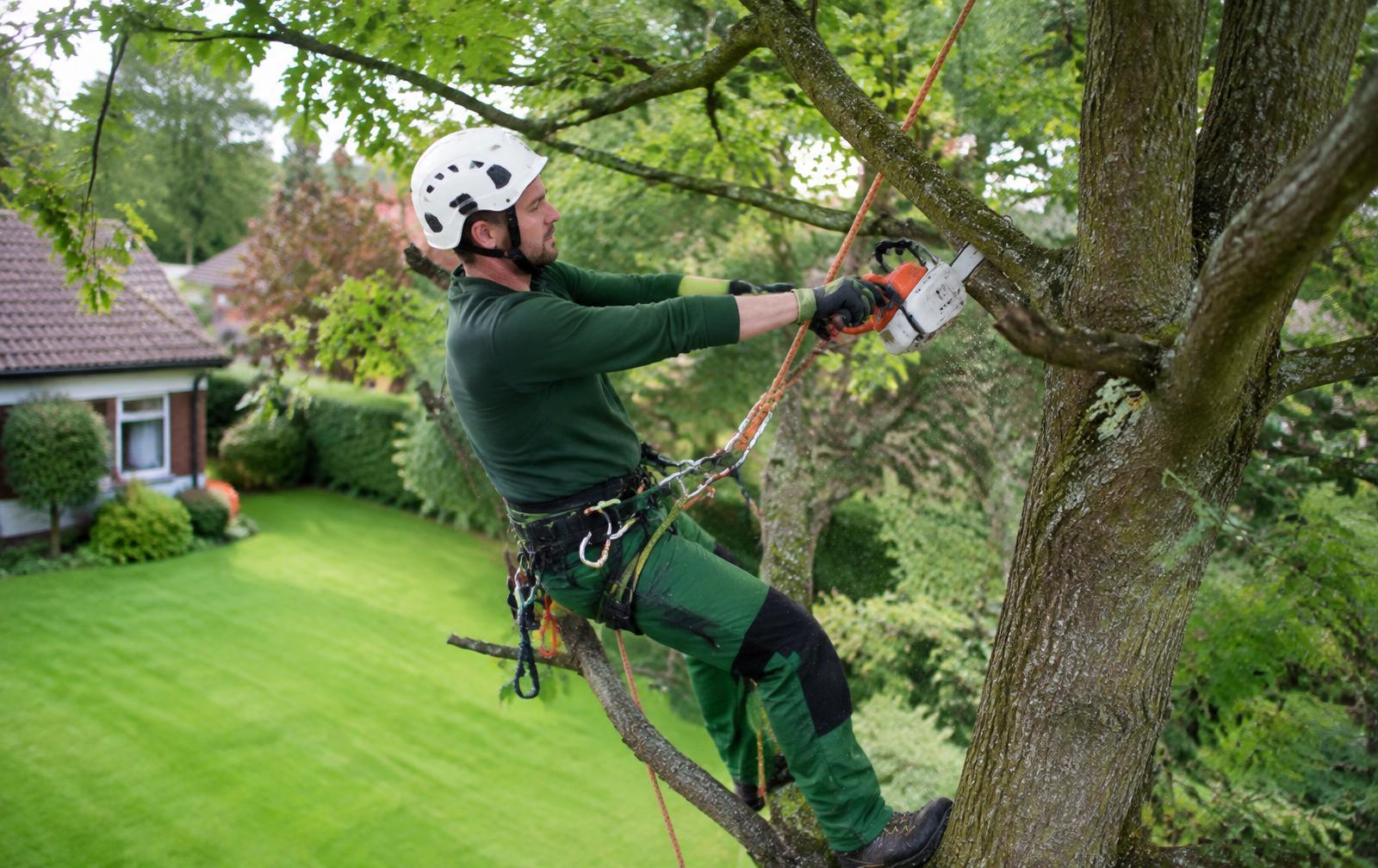 Élagage d'un grand arbre en grimpe, jardin protégé, Louis Élagueur, Seine-Saint-Denis